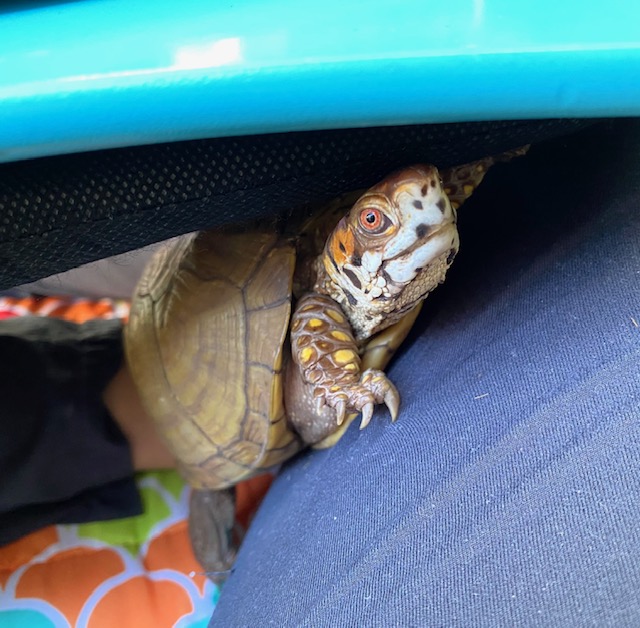 box turtle with rescue mom