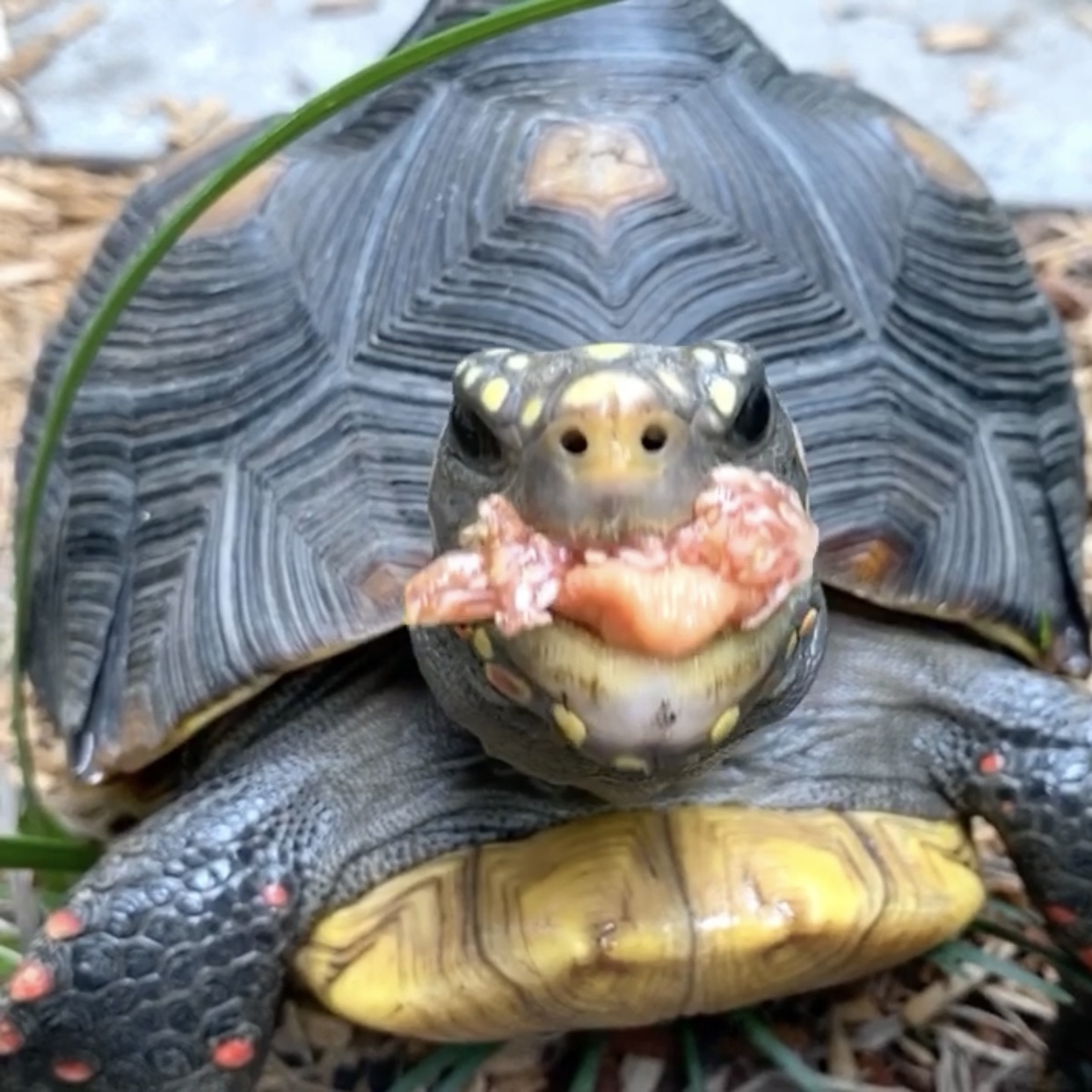 redfoot tortoise eats fig