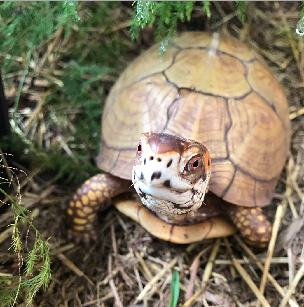 Box turtle with hay in mouth