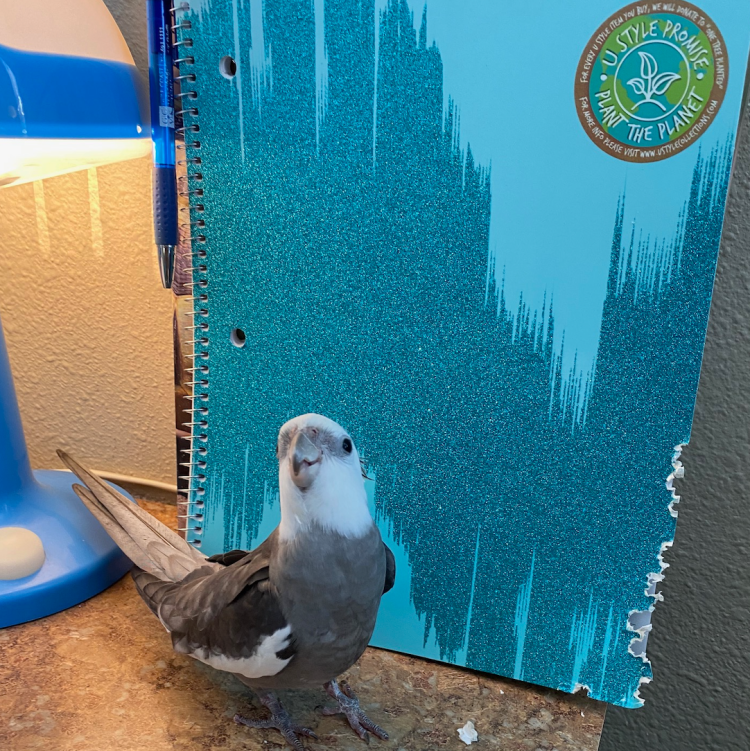 cockatiel shreds notebook