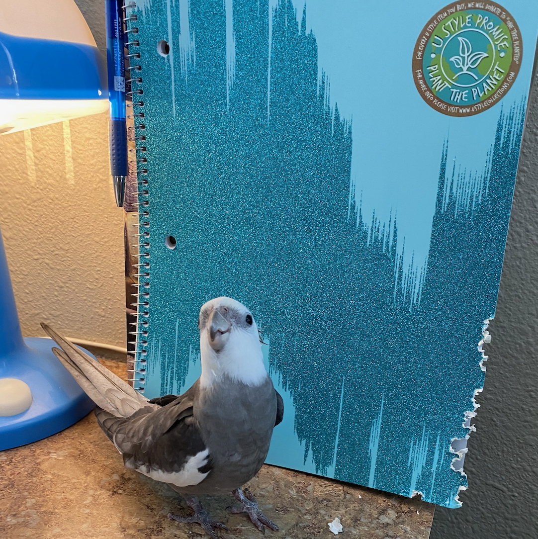 cockatiel shreds notebook