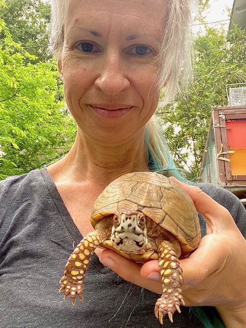 rescue mom with box turtle