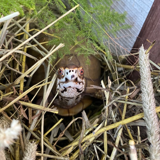 box turtle in hay stack