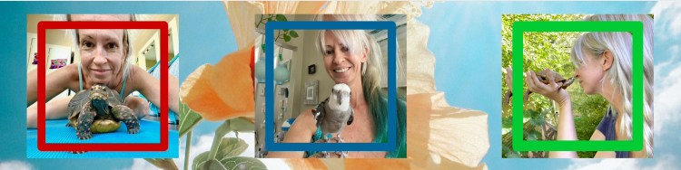 pearl, malti, bruce, patreon