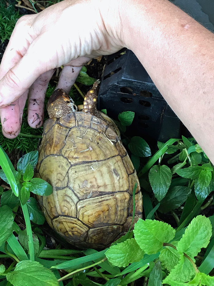 Box turtle meets hand 3