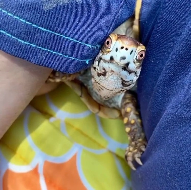 box turtle with rescue mama