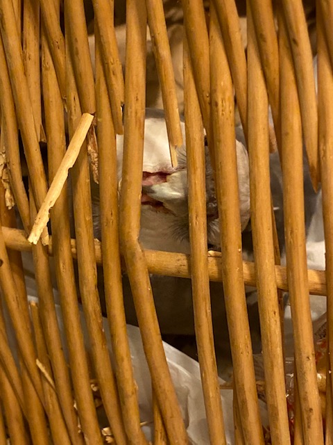 cockatiel nests in wicker basket