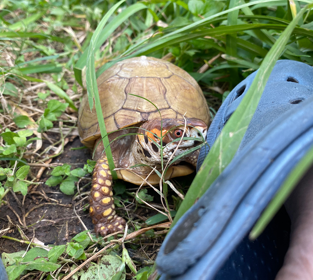 Box turtle with croc