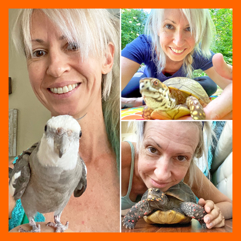 cockatiel tortoise box turtle