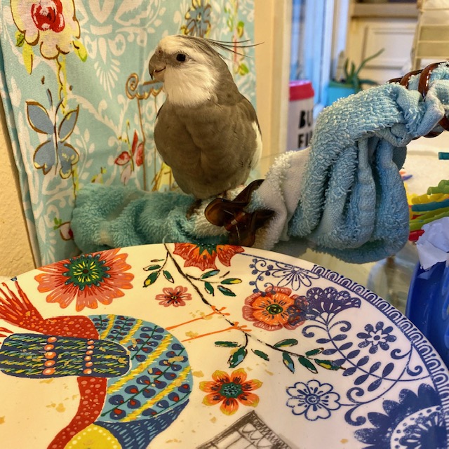 Cockatiel sits by empty plate