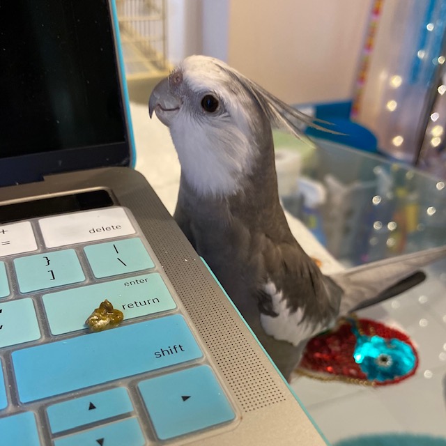 cockatiel poop laptop