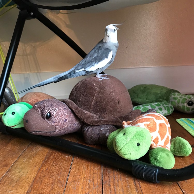Cockatiel with tortoise stuffed animals