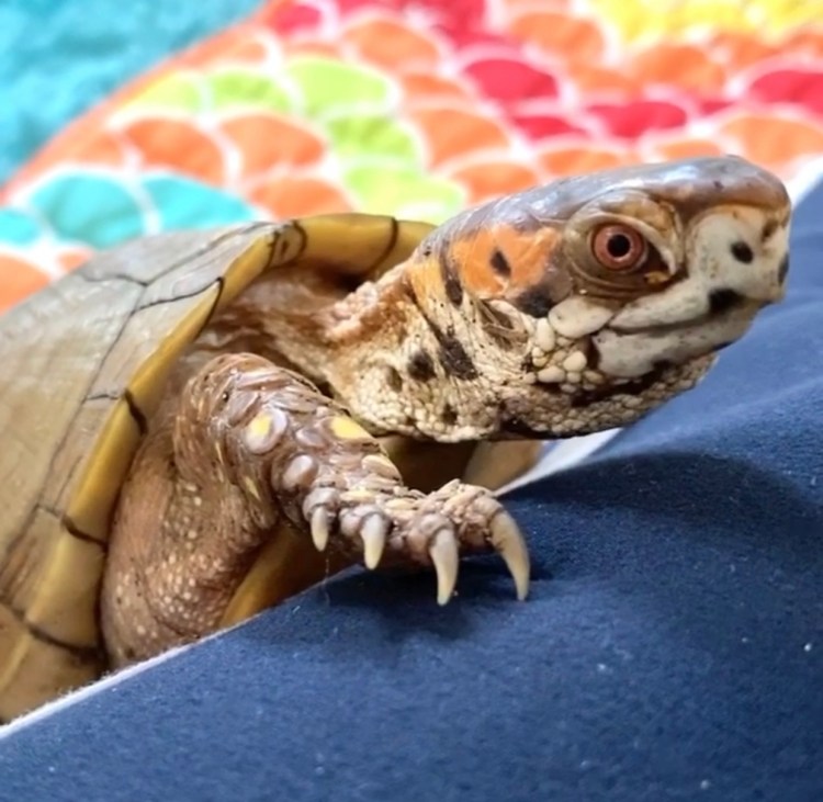box turtle claws