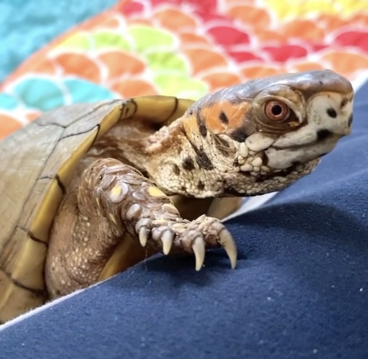 box turtle claws