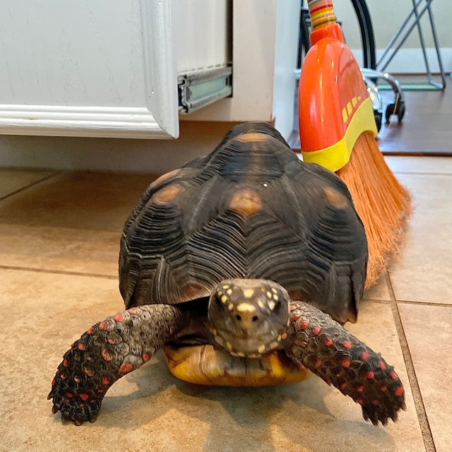tortoise walks across the floor