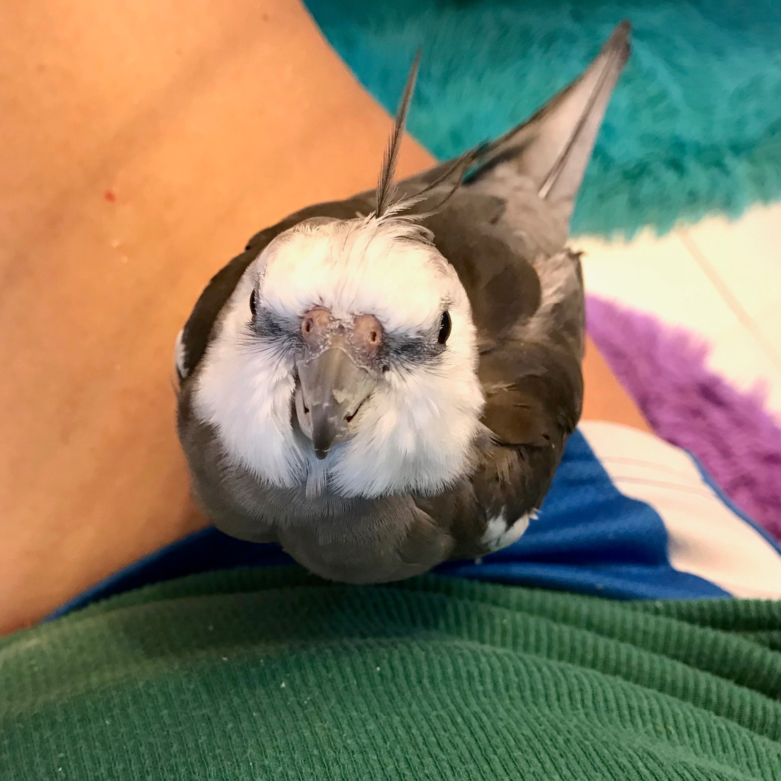 Cockatiel in mommy's lap