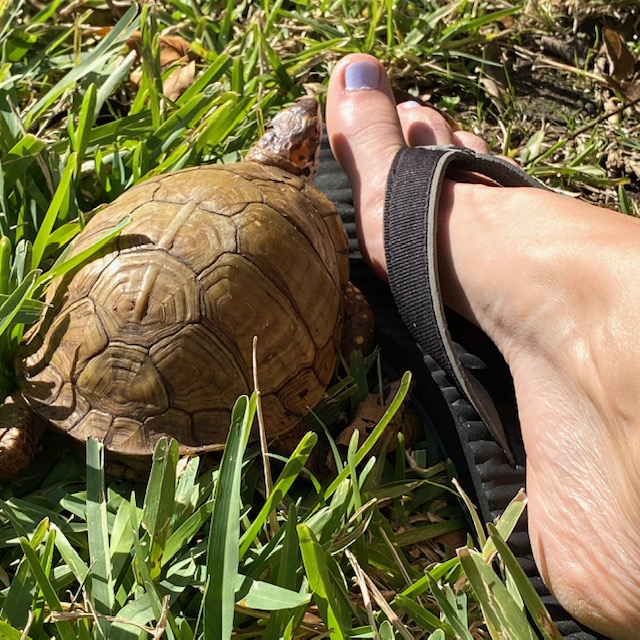 box turtle investigates toes