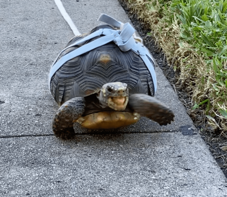 Redfoot tortoise in harness walking