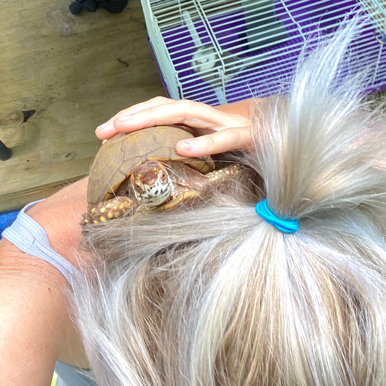 box turtle climbs rescue mom