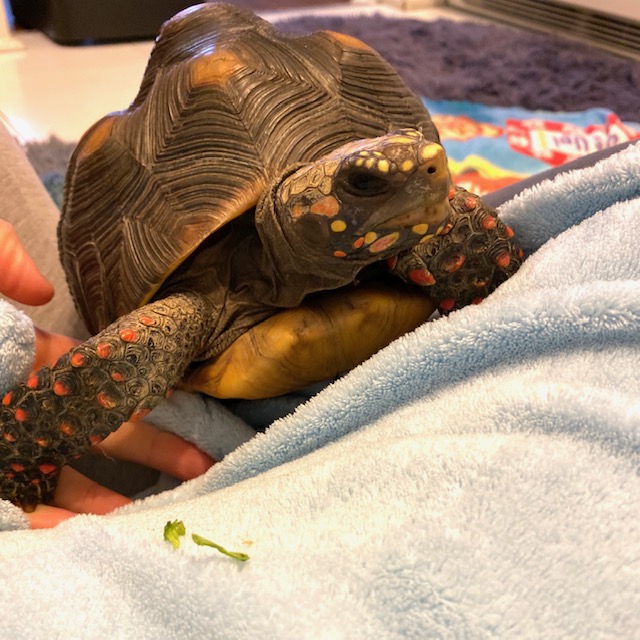 pet redfoot tortoise