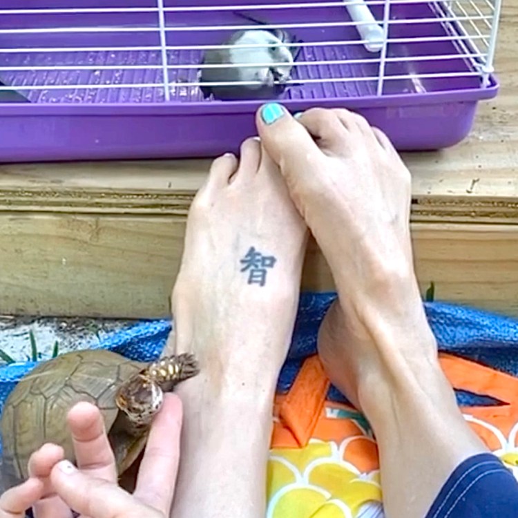 cockatiel bites toes