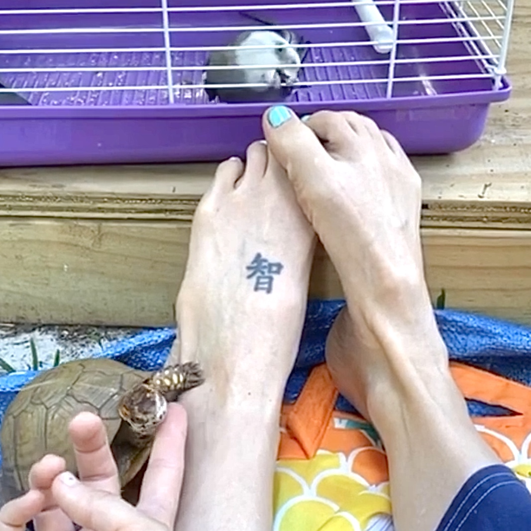 cockatiel bites toes