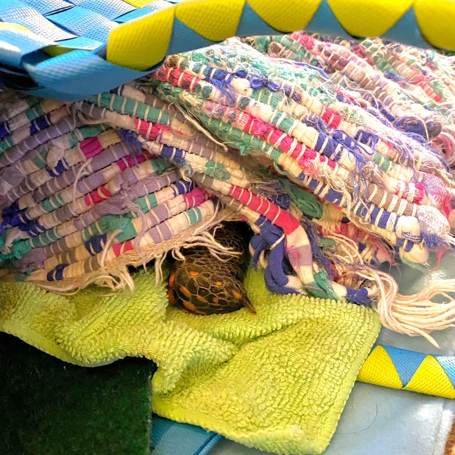 redfoot tortoise leg