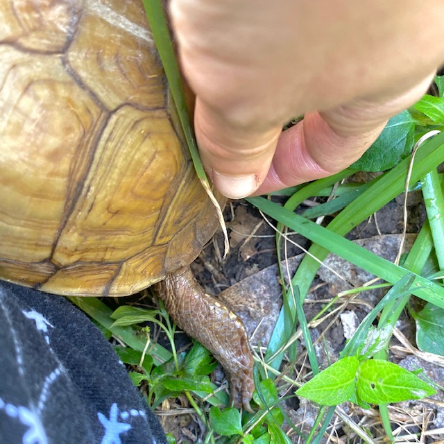 3 toed box turtle back legs