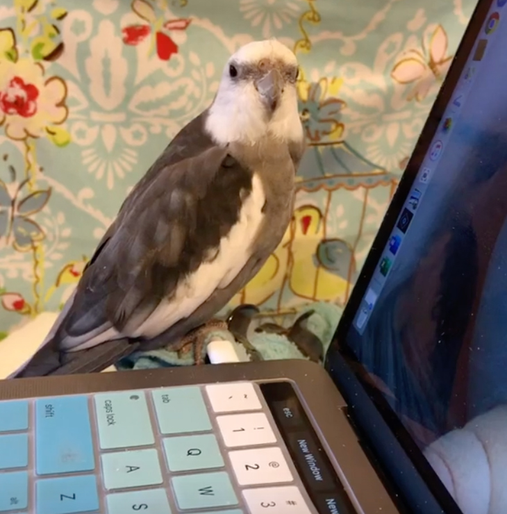 cockatiel sits on laptop love and feathers