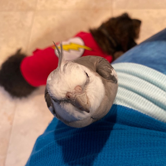 cockatiel and dachshund