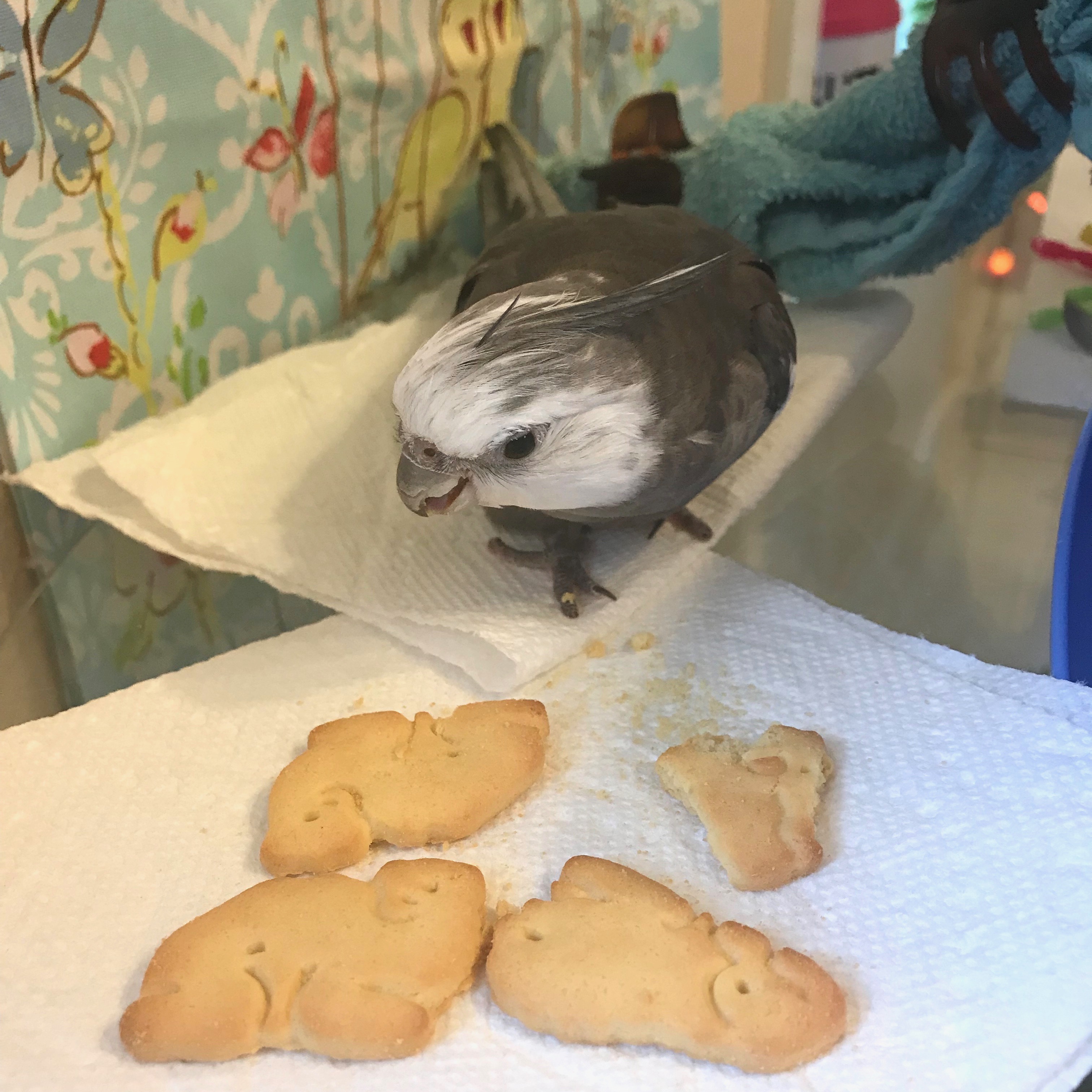 Animal Crackers Cockatiel 2