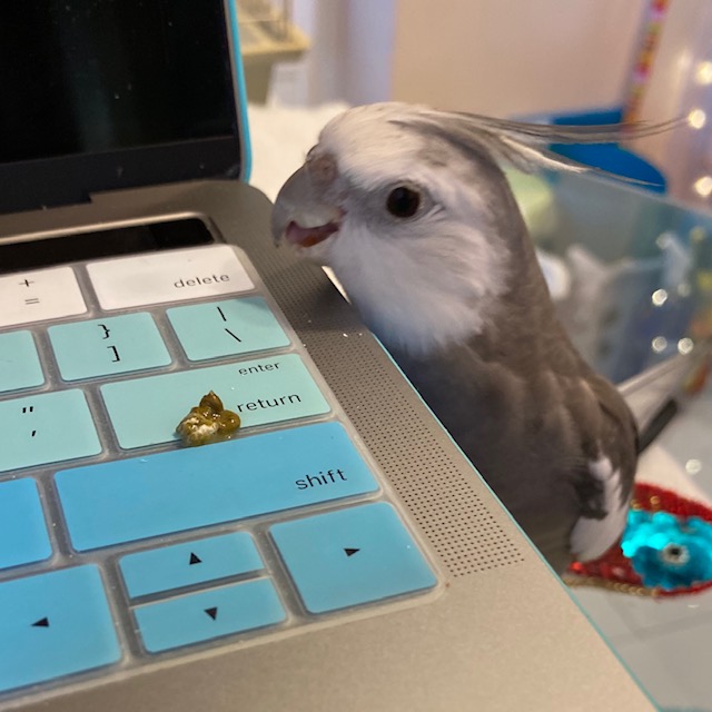 cockatiel poop on laptop keyboard