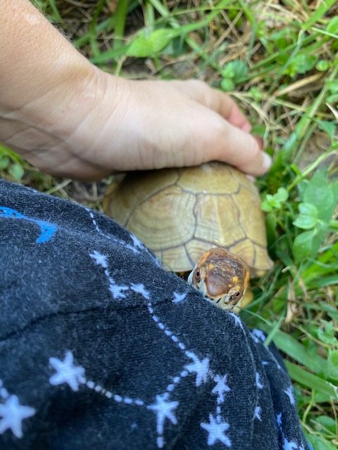 Box turtle sits with rescue mama