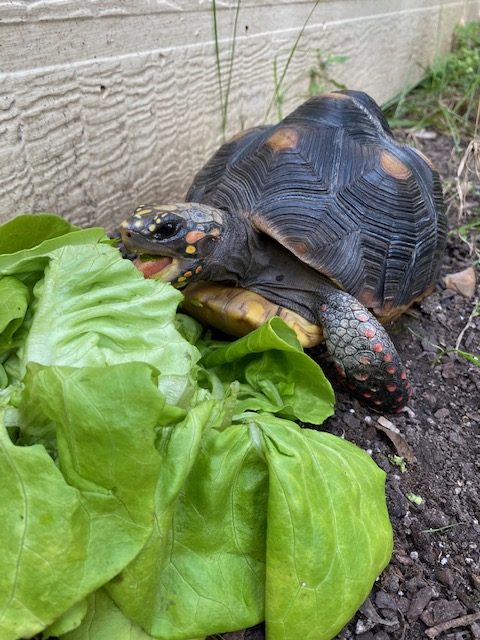 tortoise in the garden