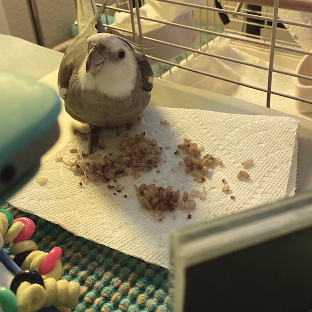 cockatiel eats rice