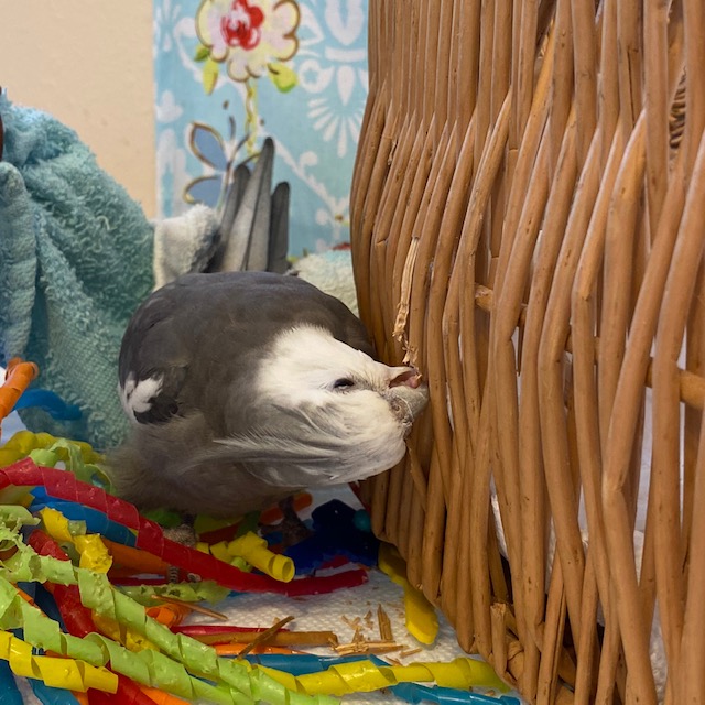 Cockatiel wicker basket