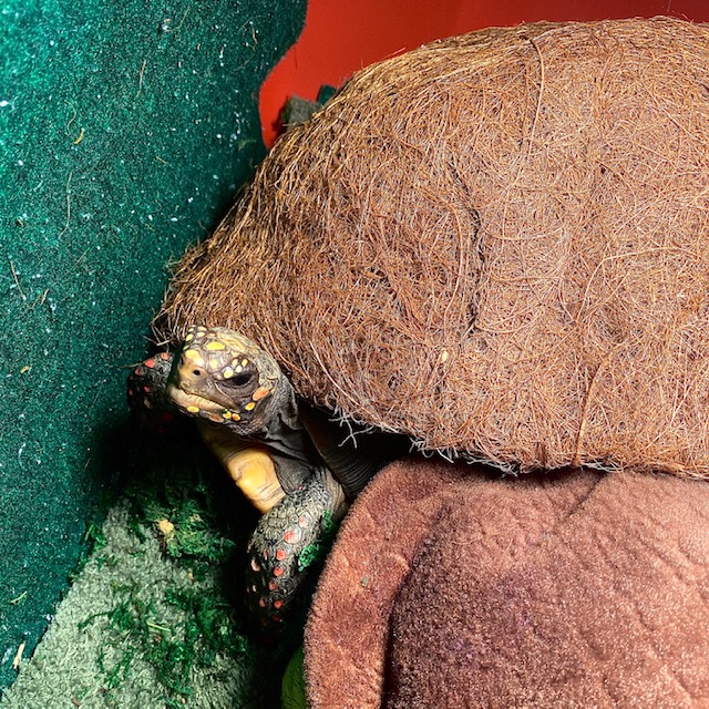 Pet redfoot tortoise indoors