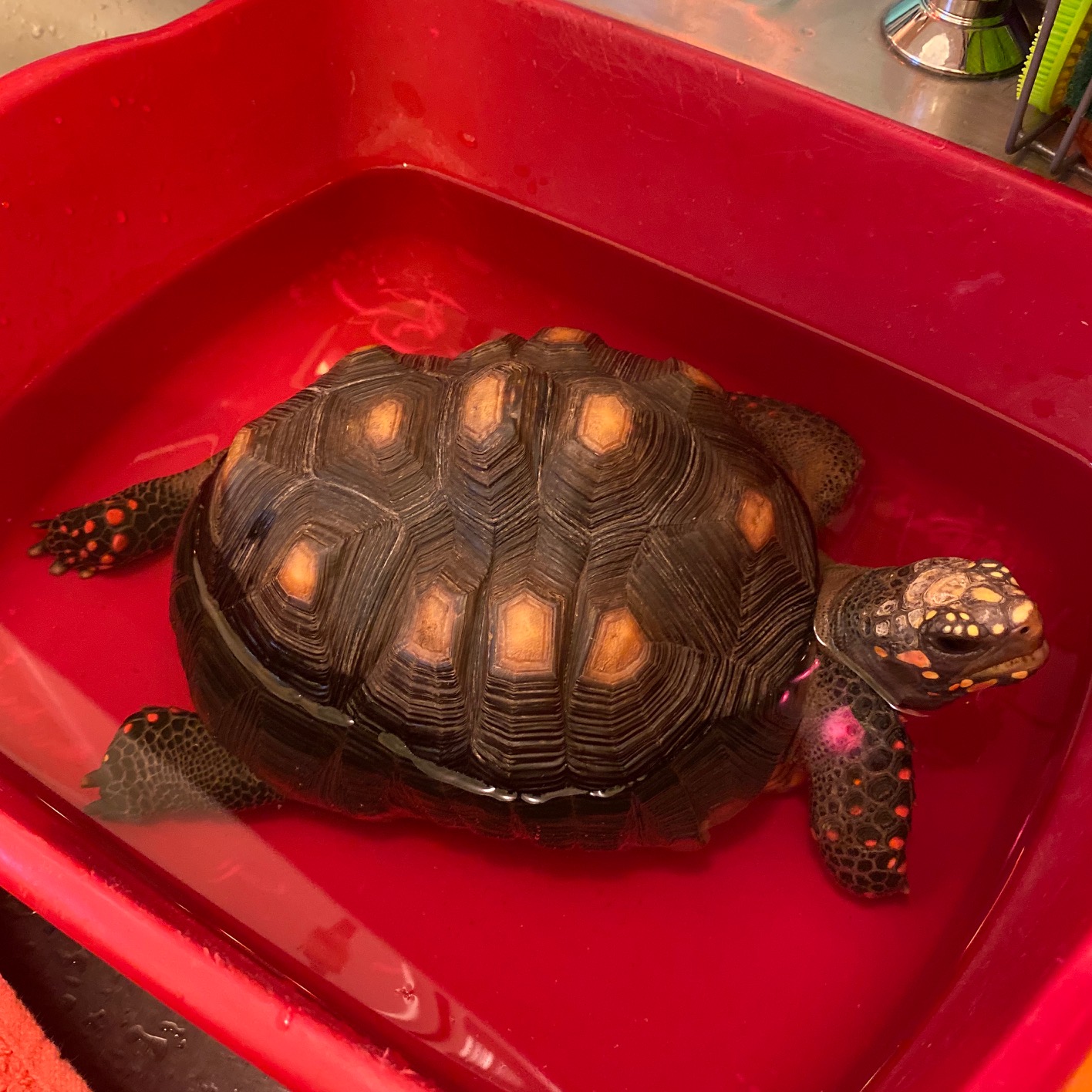 tortoise relaxing in bath