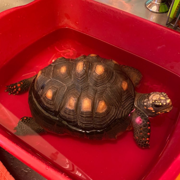 tortoise relaxing in bath