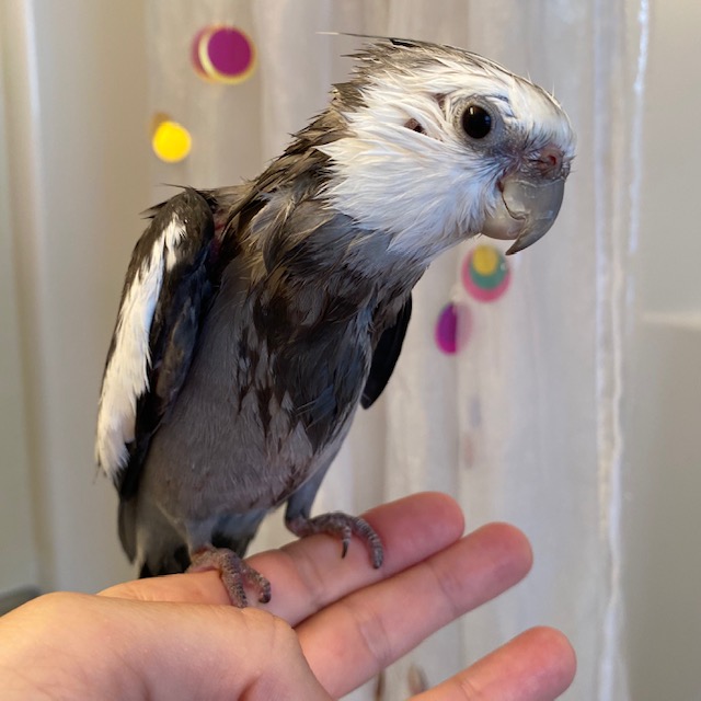 wet cockatiel