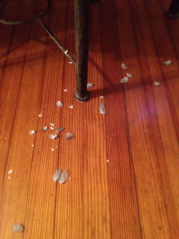 Molted cockatiel feathers