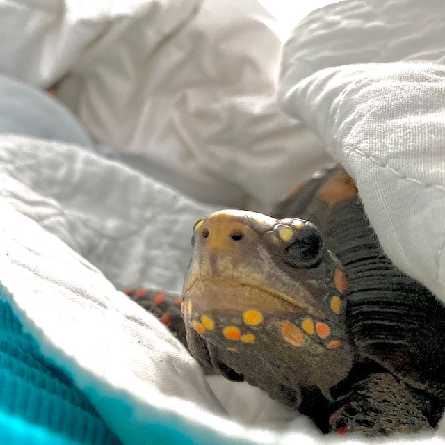 redfoot tortoise face