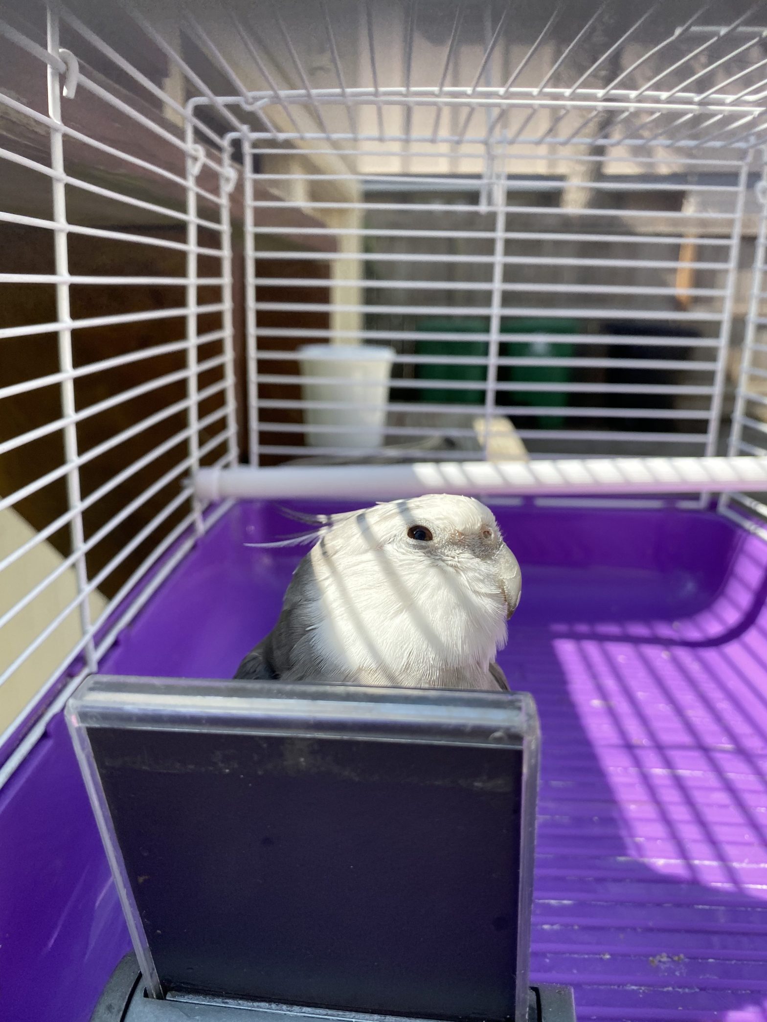 Cockatiel in travel cage