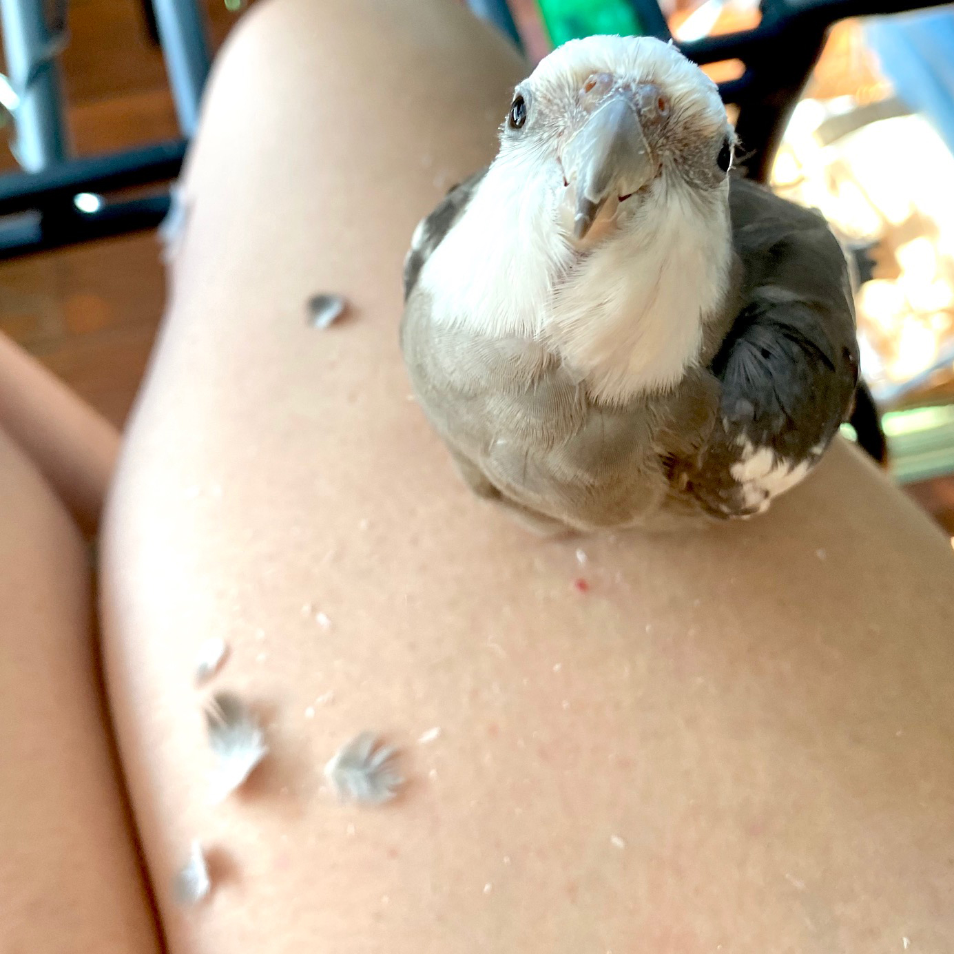 cockatiel molting on mom