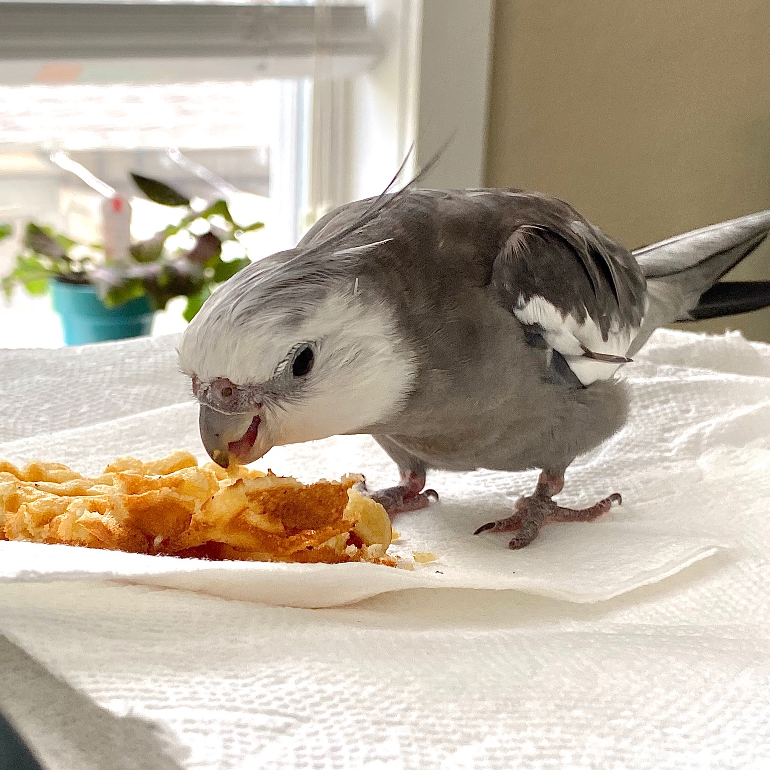 cockatiel eats waffle