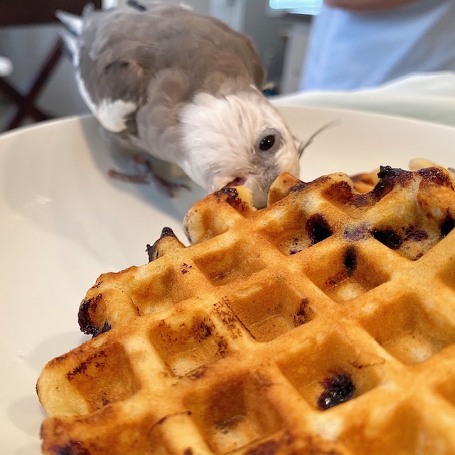 cockatiel eats waffle