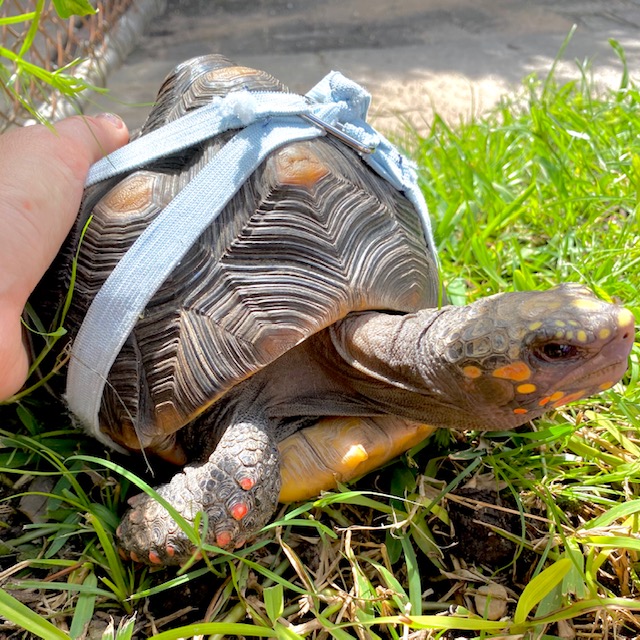 redfoot tortoise with leash