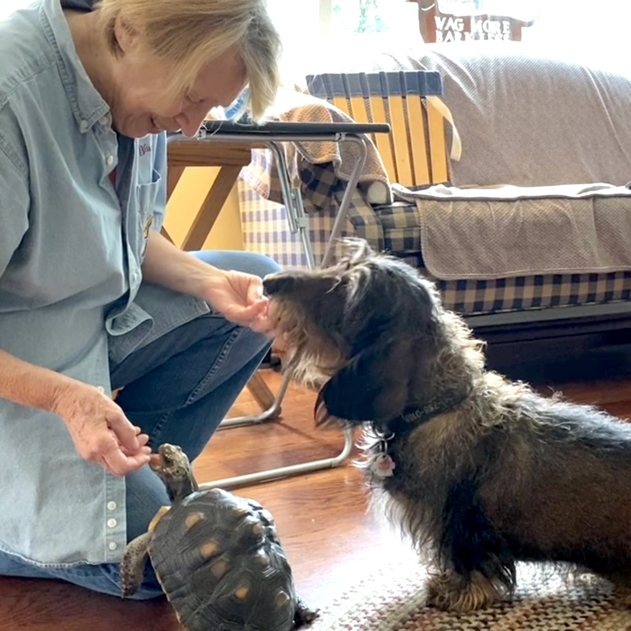 Grandma with redfoot tortoise and wire-haired dachshund