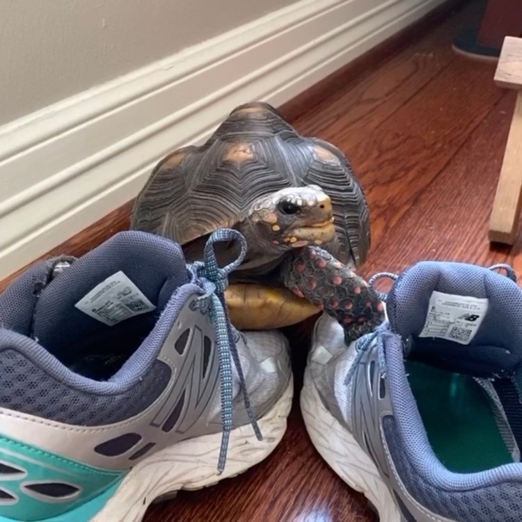 tortoise with tennis shoes