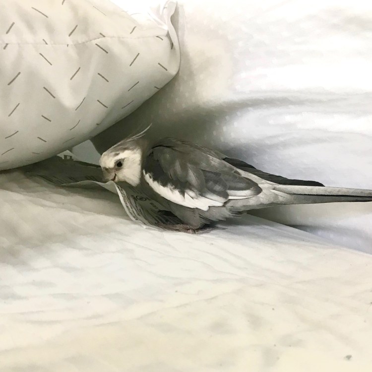 Cockatiel on bed